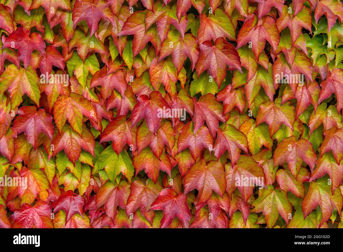 Boston Ivy, Parthenocissus tricuspidata, Veitchii, Mill Valley, Marin