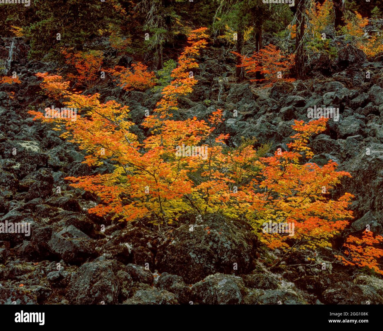 Vine Maple, Acer circinatum, Lava Rock, Three Sisters Wilderness, Willamette-Deschutes National Forest, Oregon Stock Photo