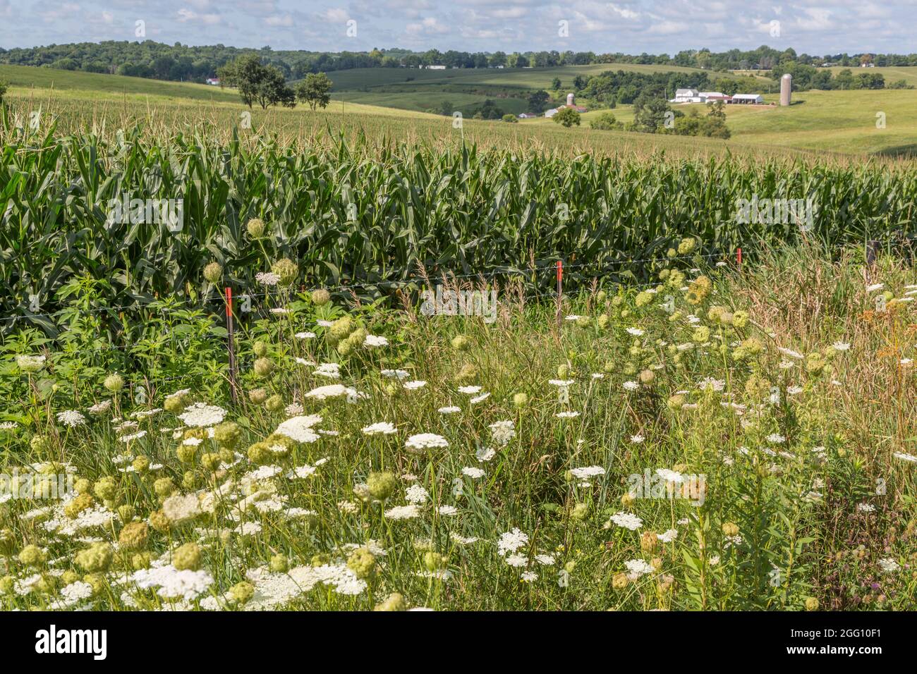 Iowa.  Eastern Iowa Farmland, Dubuque County. Stock Photo
