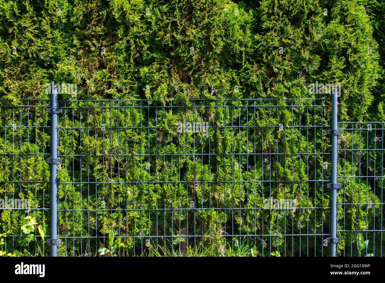 Green thuja hedge behind a metal fence Stock Photo