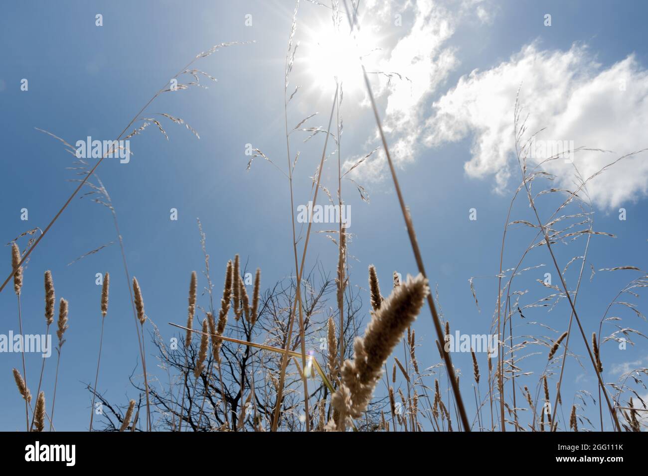 Closeup dry grass and seedheads under blue sky with sun flare above at