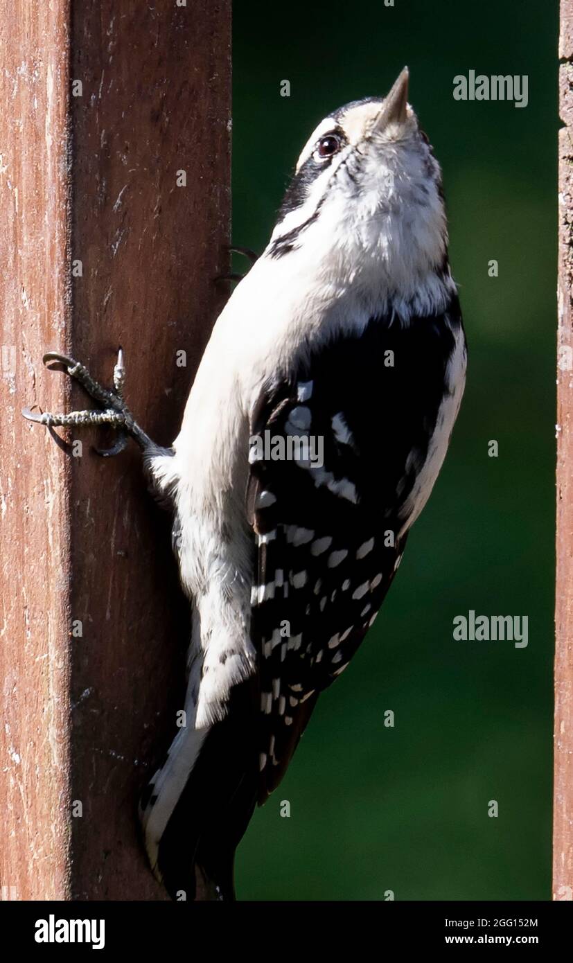 Downy Woodpecker looks around from a perch on the deck Stock Photo - Alamy