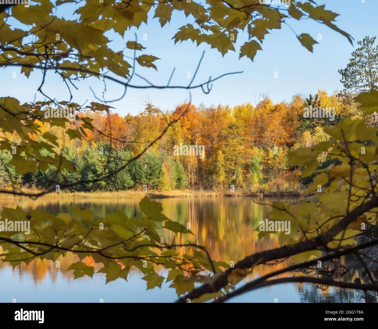 Colorful autumn forest reflected in a lake and framed by branches and leaves Stock Photo