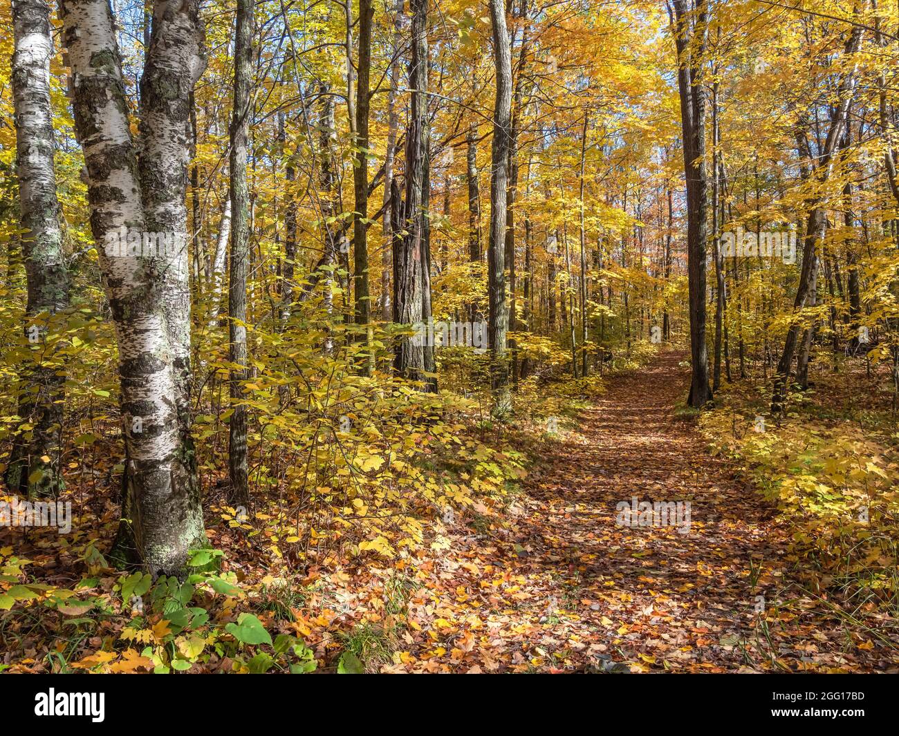 Foot path through a golden hardwood forest in autumn Stock Photo
