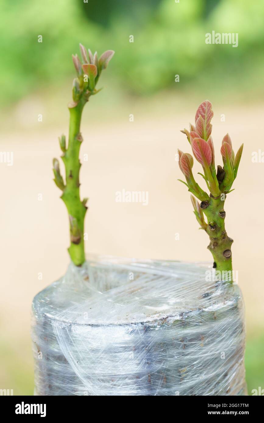 Grafting In A Young Avocado Plant In Old Tree Stock Photo - Alamy