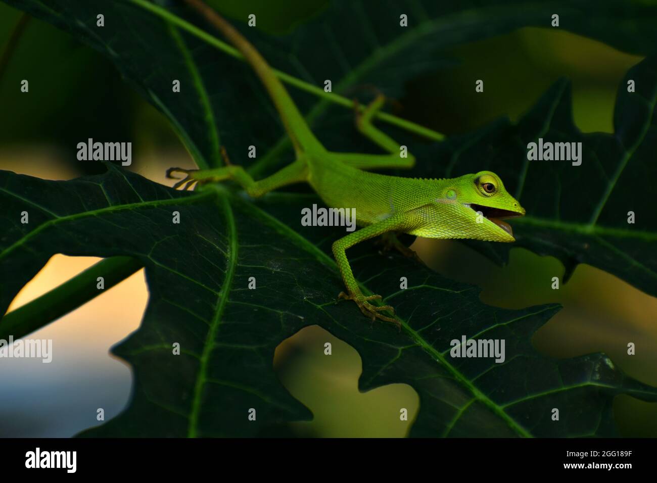 Green lizard (Bronchocela sp) on papaya leaf Stock Photo