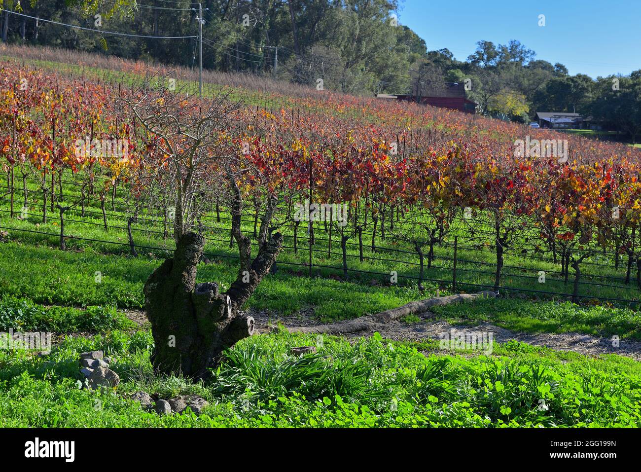 The Gundlach Bundschu Winery - California's oldest continuously family-owned winery (1858), Sonoma CA Stock Photo
