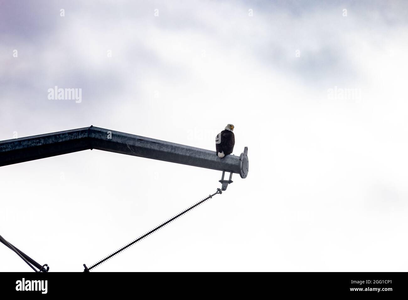 Single bald eagle perched on telephone pole with clouds in the background Stock Photo