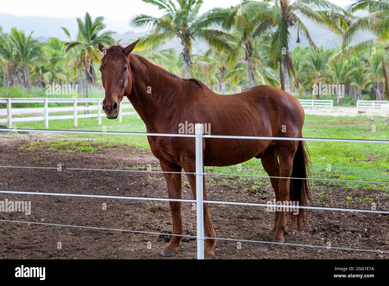 Oahu Island, Hawaii, USA. November 2007. A horse stands behind a fence