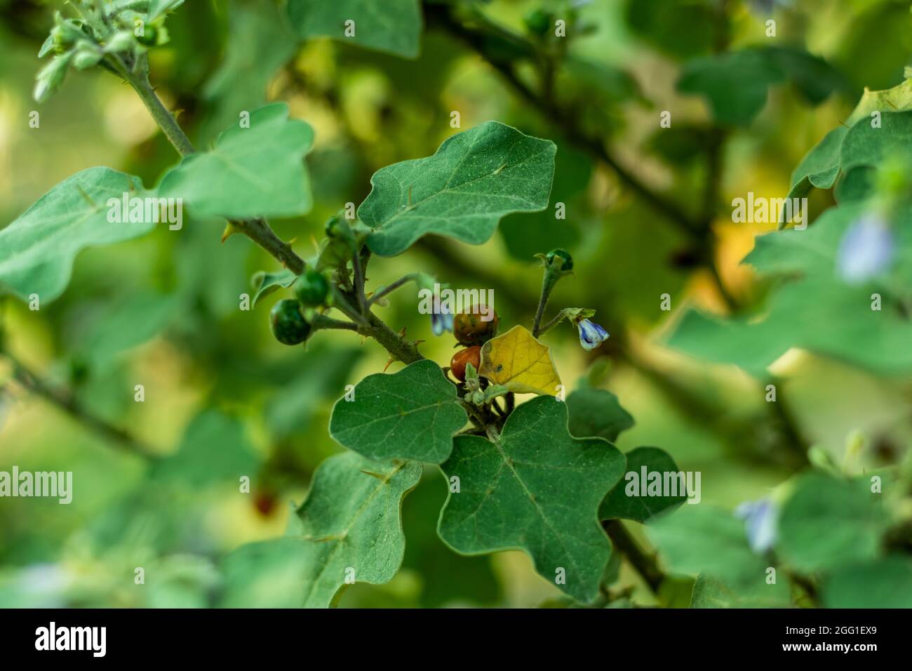 Turkey berry, devil's fig, Aubergine or Pea eggplant or Red nightshade wild colored fruits Stock Photo