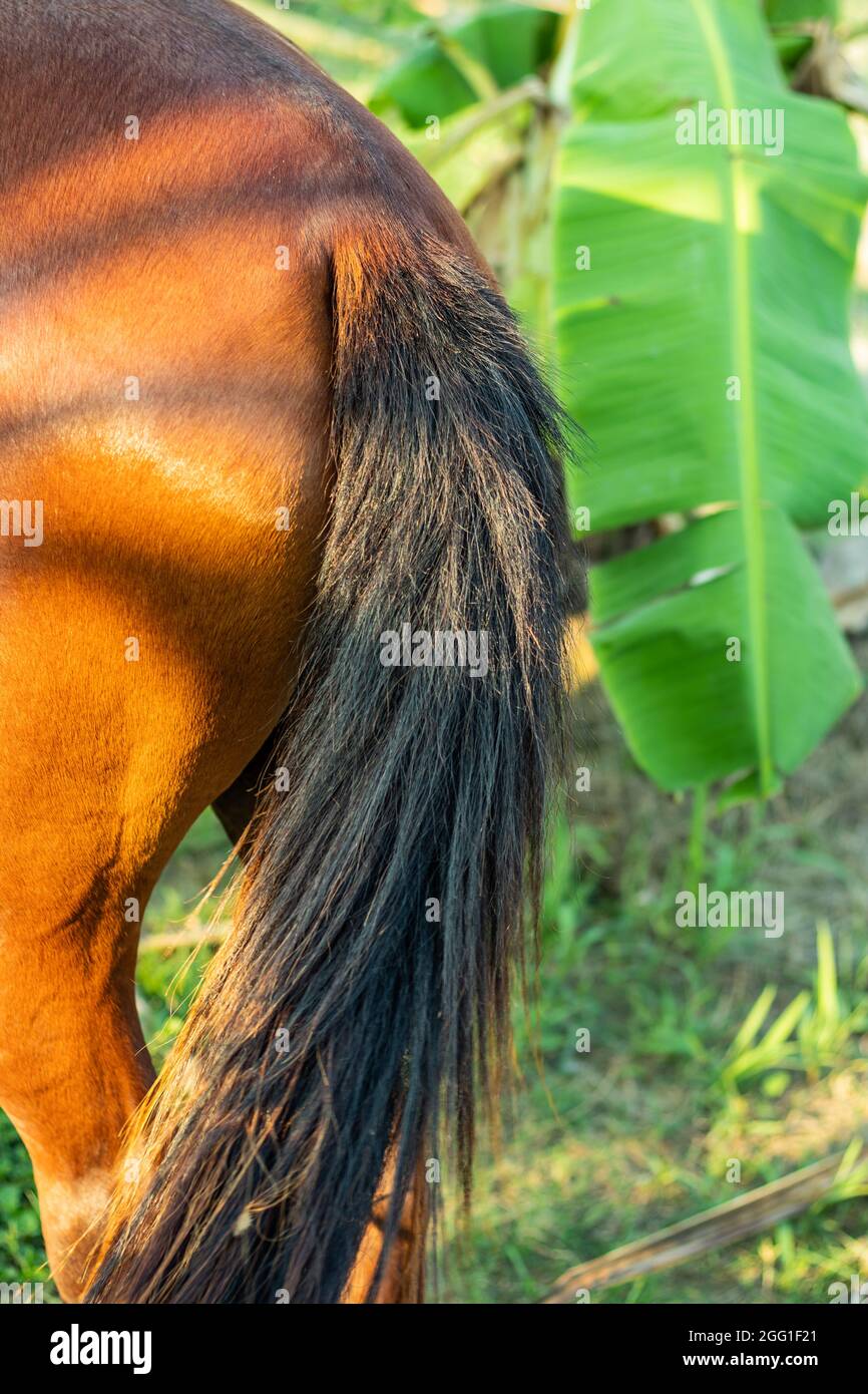 Horse red and black tail, two basic pigment colors of horse hairs are red or reddish-brown color and black Stock Photo