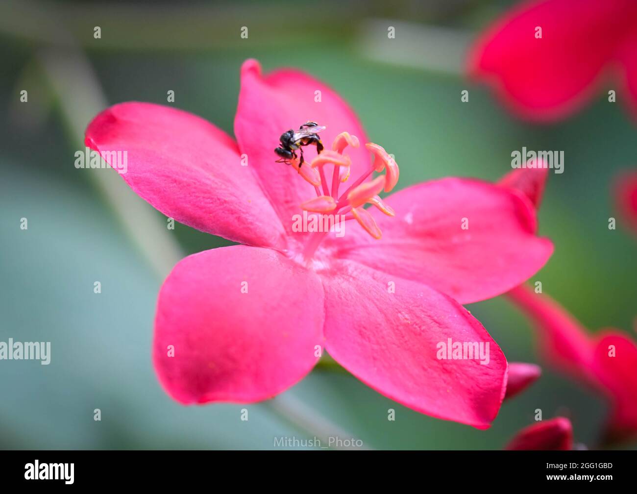 Flowers from Sydney, Australia Stock Photo Alamy