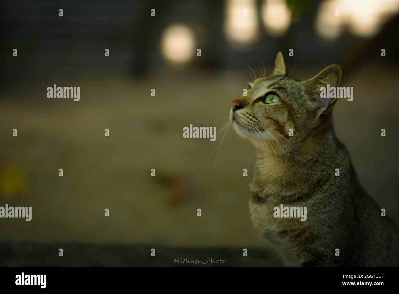Cat wallpaper hi-res stock photography and images - Alamy