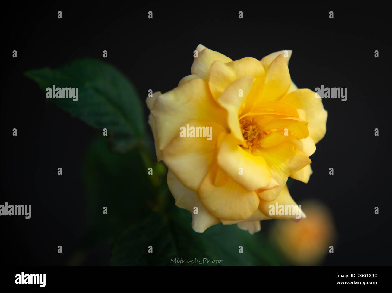 Flowers from Sydney, Australia Stock Photo Alamy