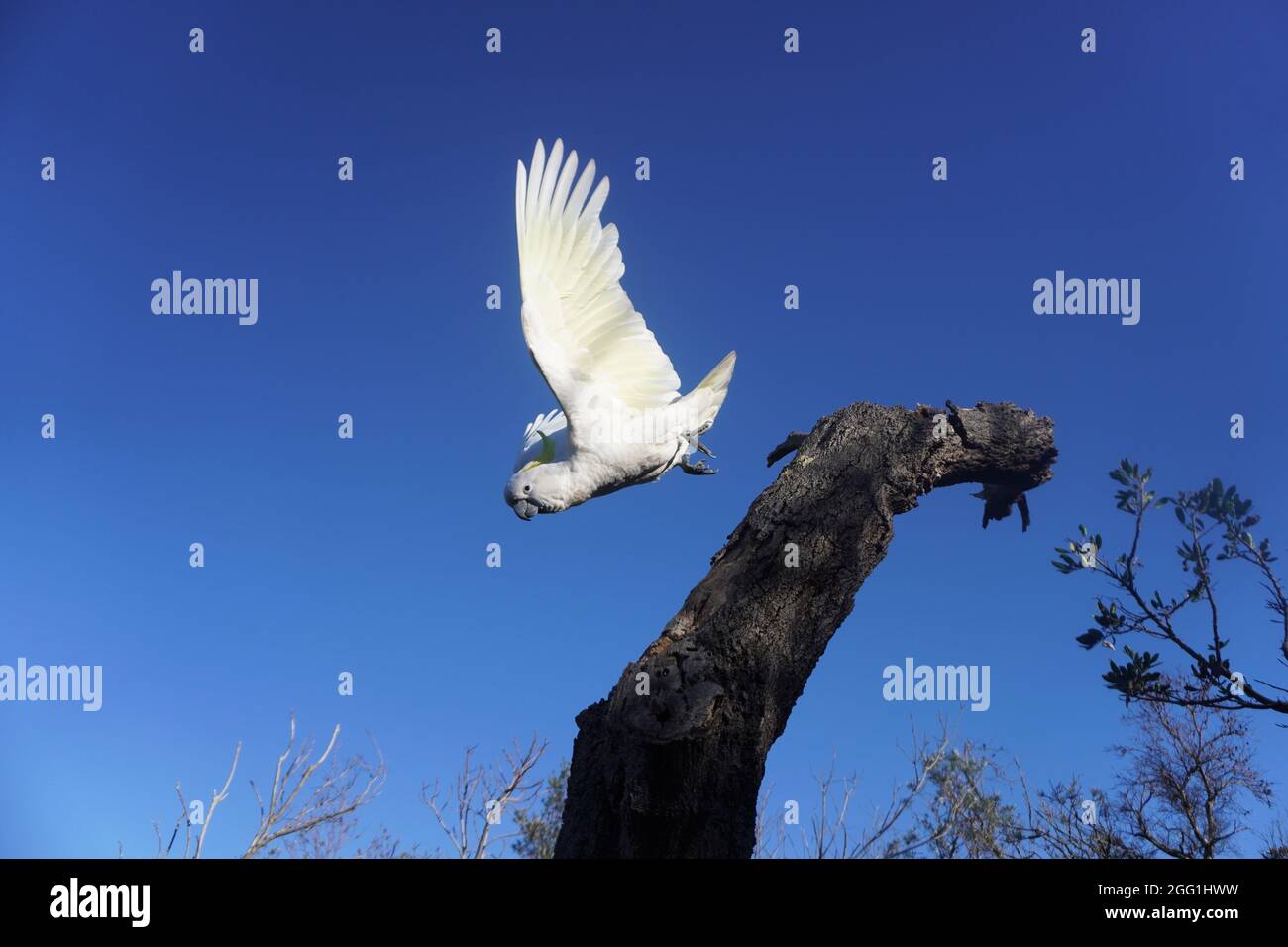 Cockatoo sweeping down from a Tree Trunk against Blue Sky Stock Photo