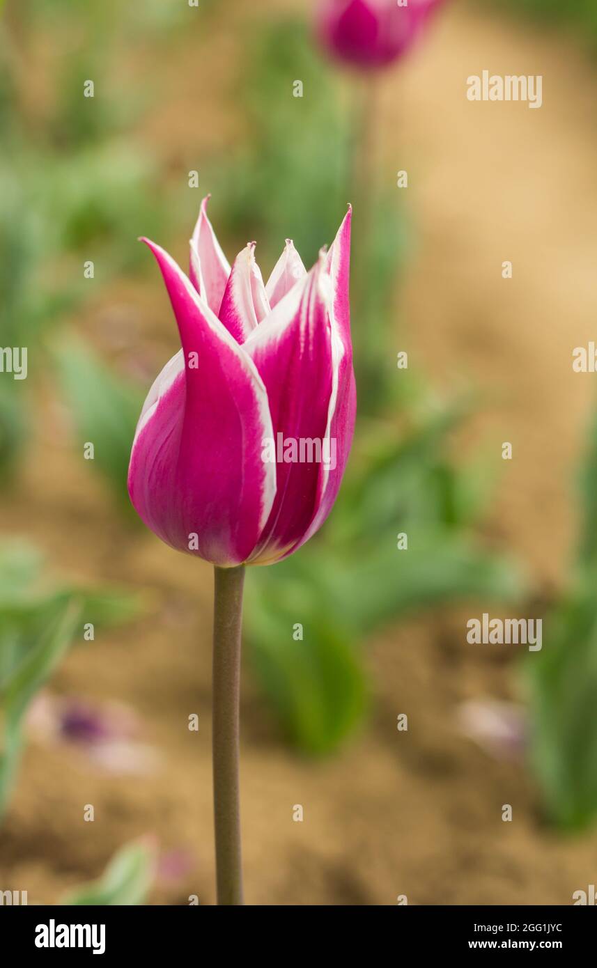 Close-up of unique fuchsia white tulip cultivar Claudia. Field of flowering tulips outdoors. Bright tulip flowers from all sides. Flowers for the Stock Photo