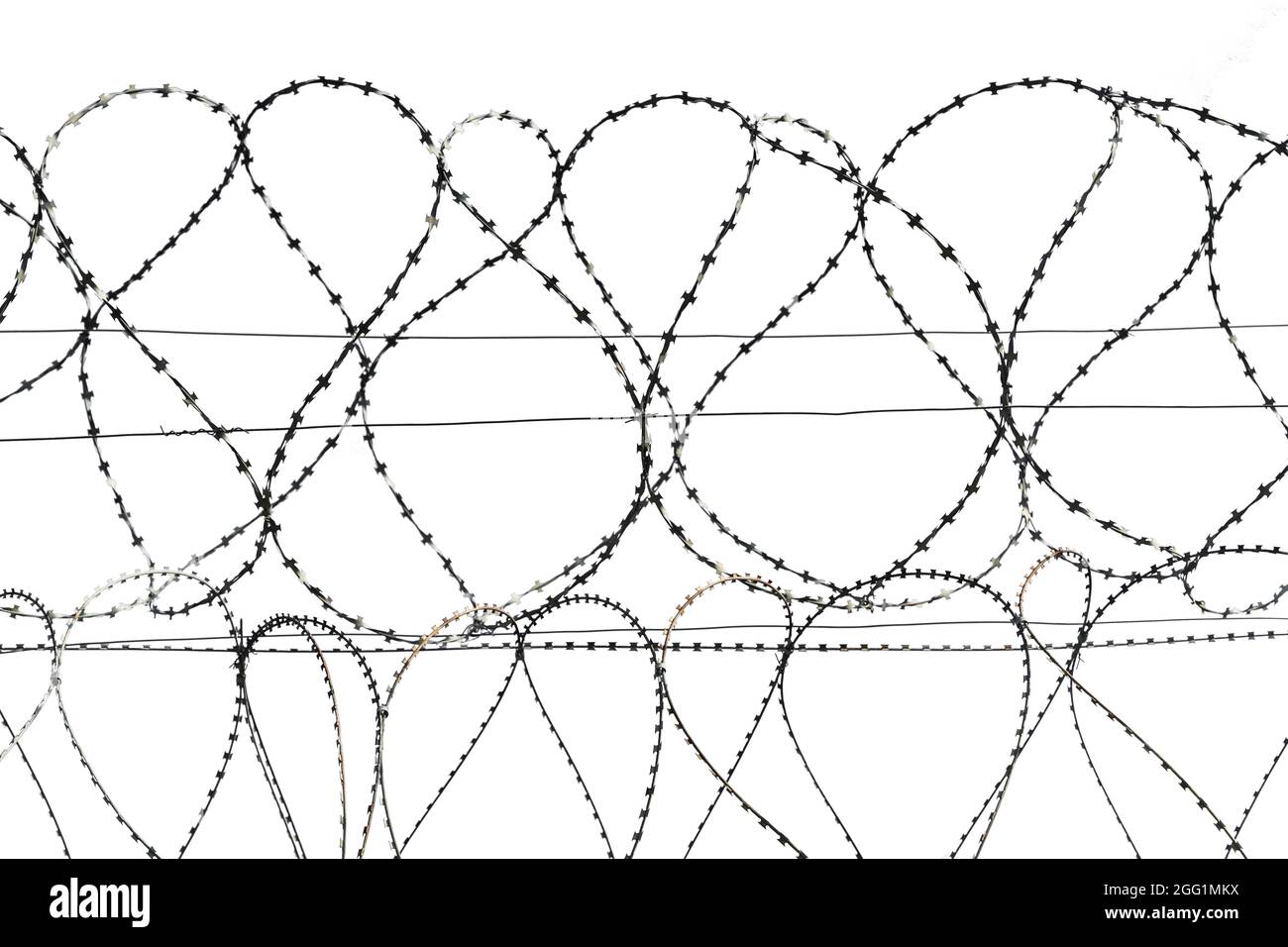 Barbed wire isolate. Coils of steel barbed wire on white background. High quality photo Stock Photo