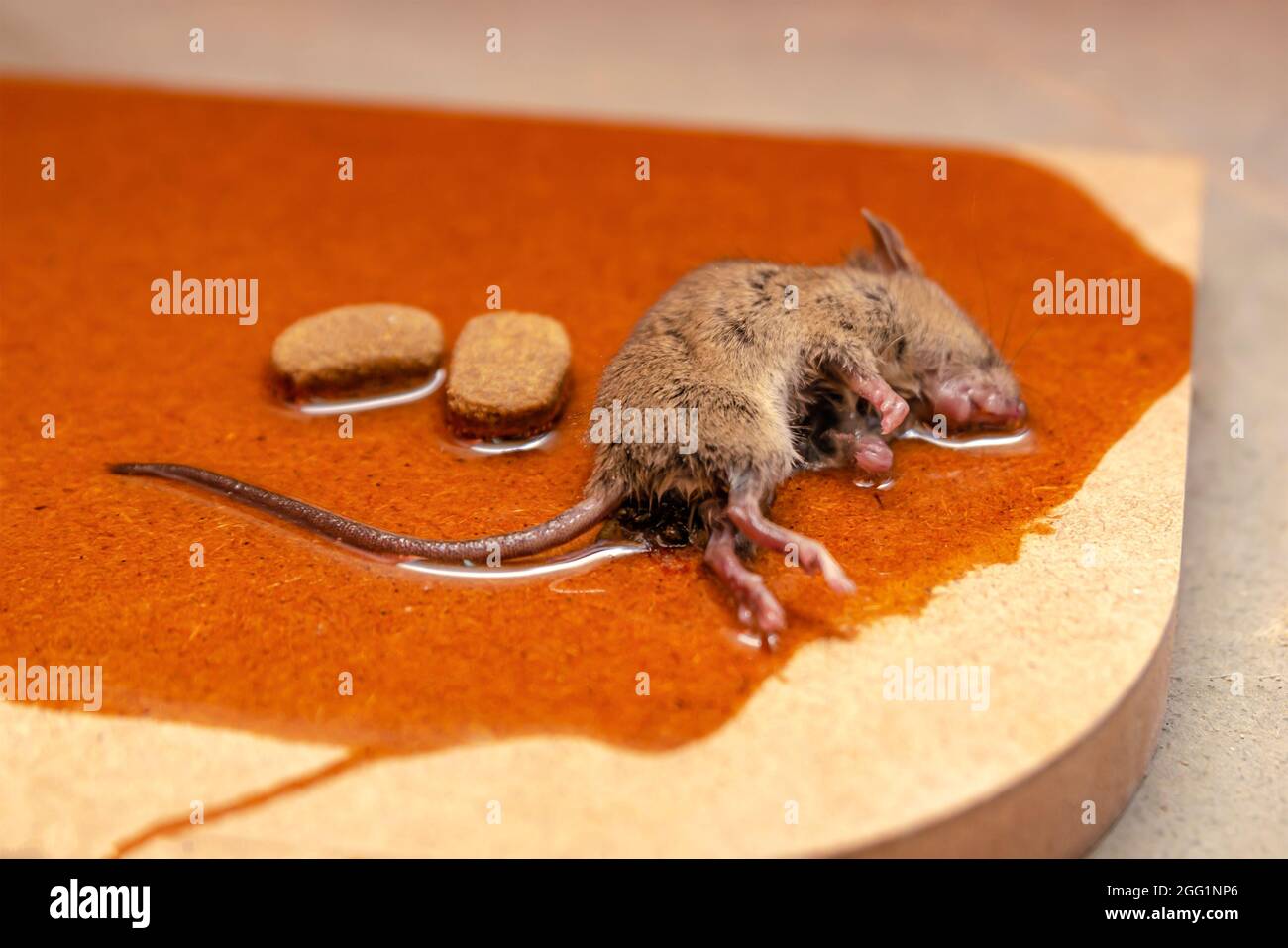 https://c8.alamy.com/comp/2GG1NP6/a-mouse-or-rat-is-caught-in-a-glue-trap-with-cookies-as-bait-glue-for-catching-rodents-or-small-pests-2GG1NP6.jpg