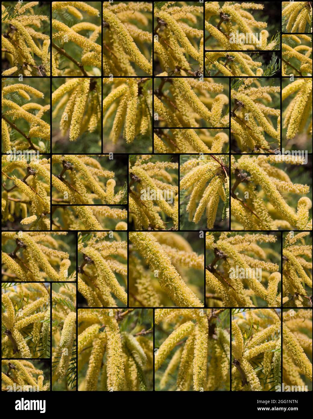 Collage of yellow raceme blooms on Honey Mesquite, Prosopis Glandulosa, Fabaceae, native in the Southern Mojave Desert, photographed Springtime 2021. Stock Photo