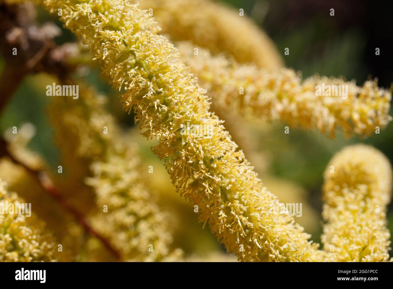 Yellow raceme inflorescences of Honey Mesquite, Prosopis Glandulosa, Fabaceae, native in Joshua Tree National Park, South Mojave Desert, Springtime. Stock Photo