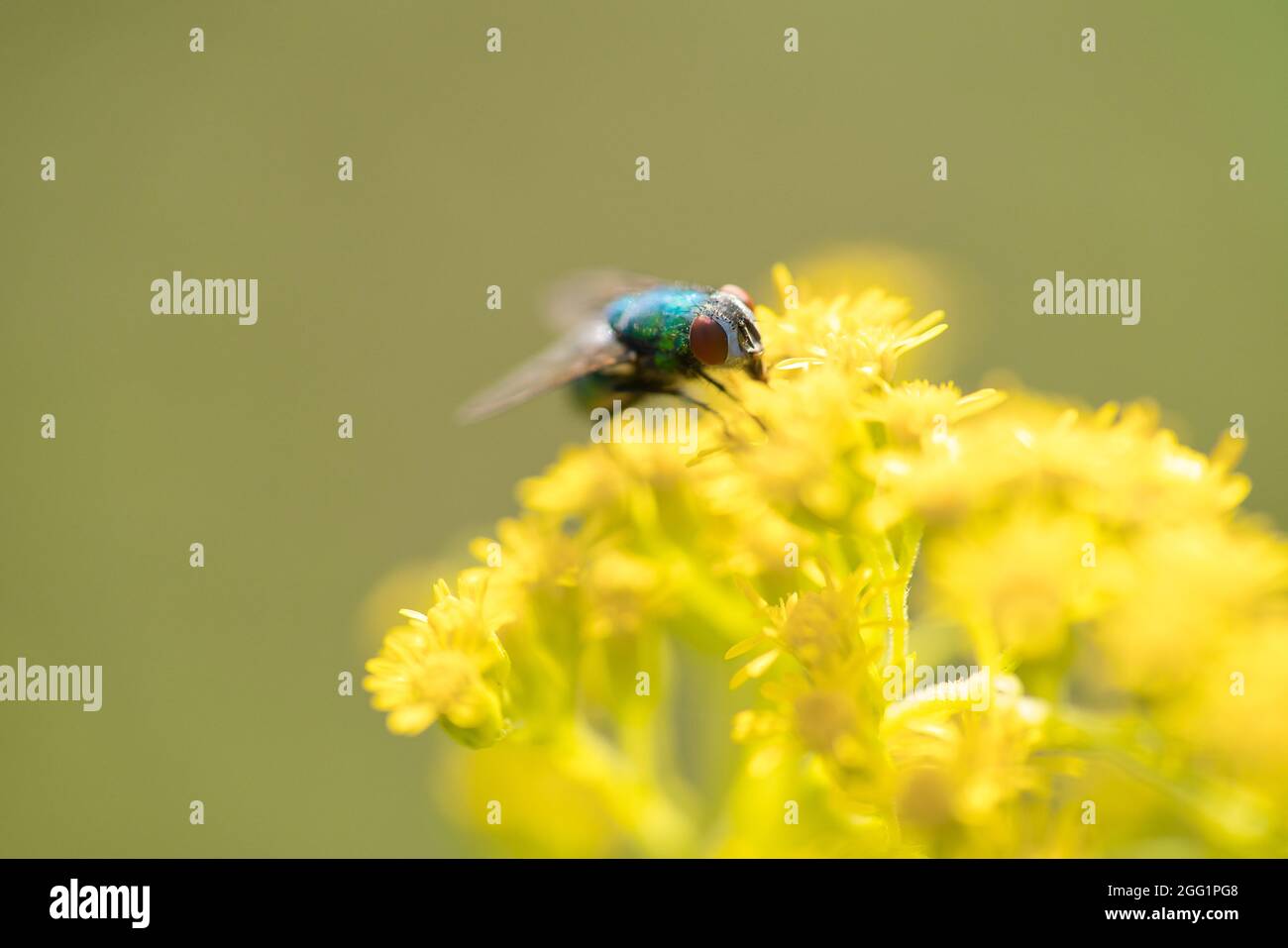 The Lucilia fly is a genus of blow flies, in the family Calliphoridae. Stock Photo