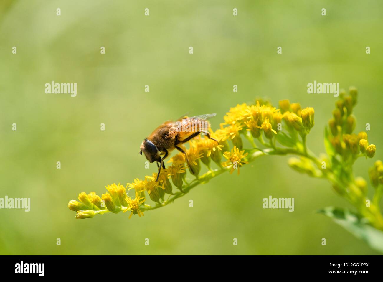 the close up in front of the common drone fly, Eristalis tenax, resting on a small yellow flower Stock Photo