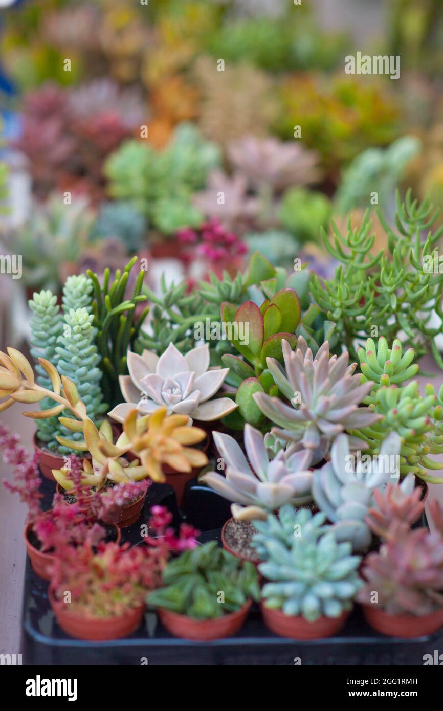 colorful succulents ideal for home gardening Stock Photo