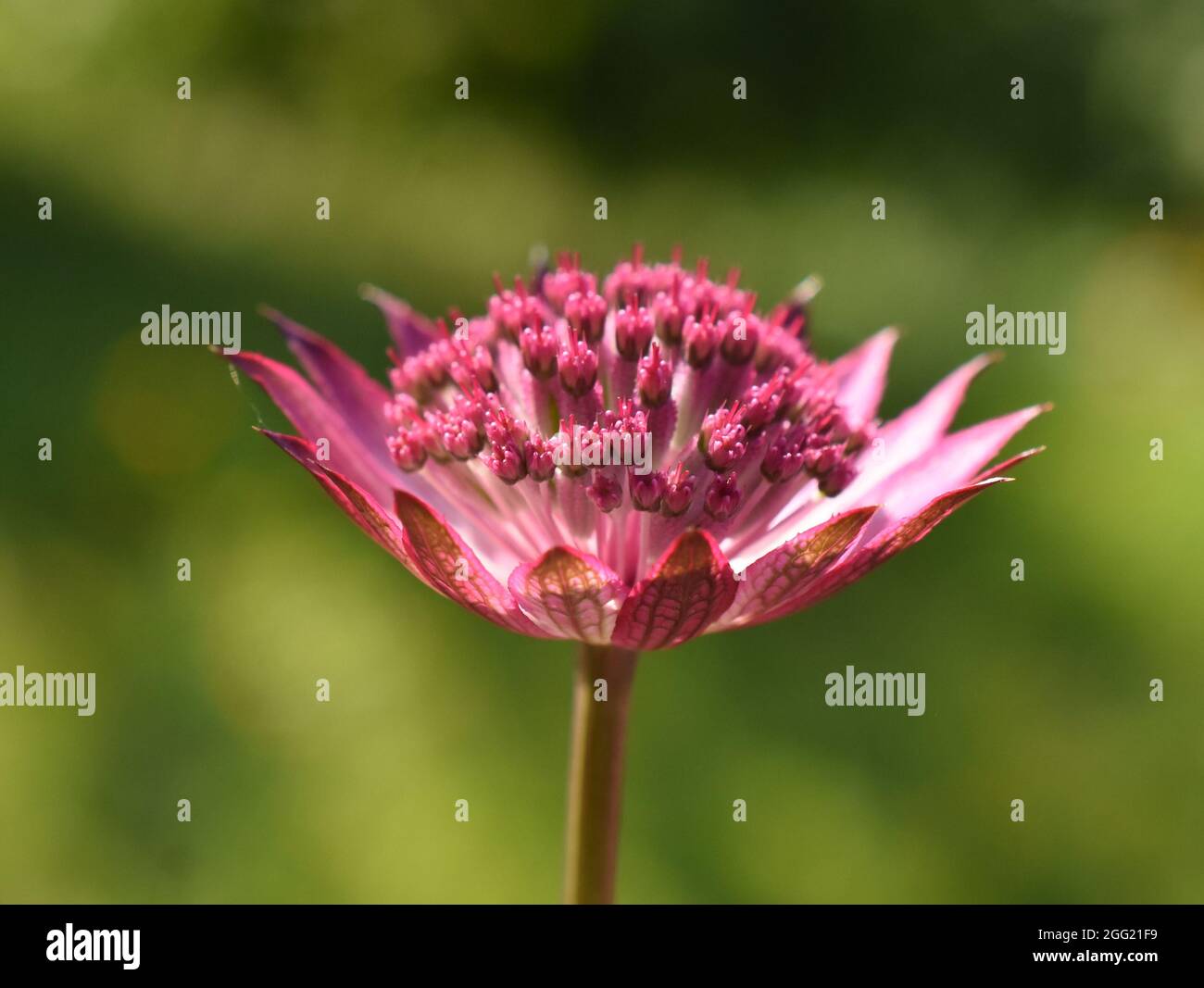 Great masterwort Astrantia major pink flower Stock Photo