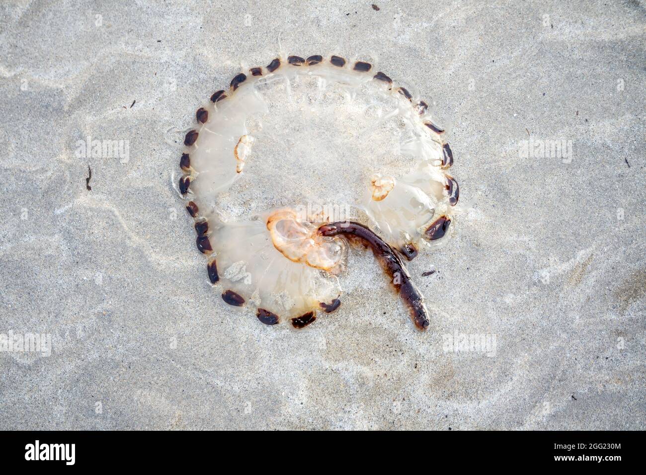 Compass Jellyfish Chrysaora hyoscella, west-coast of Donegal, Ireland Stock Photo