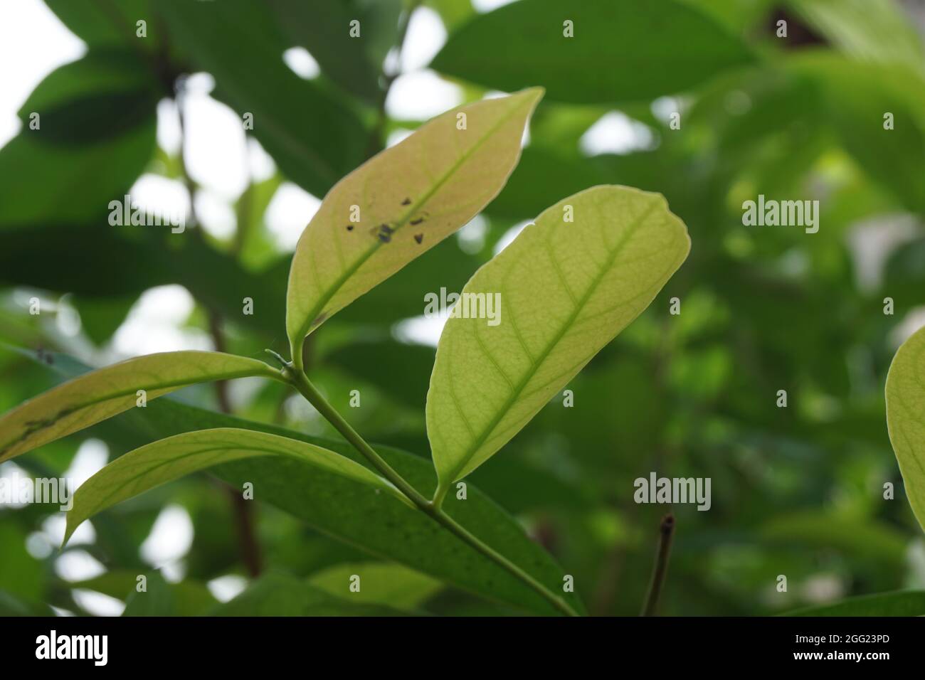 Green Bay leaf leaves hanging on the tree. Bay leaf is one of herbs and