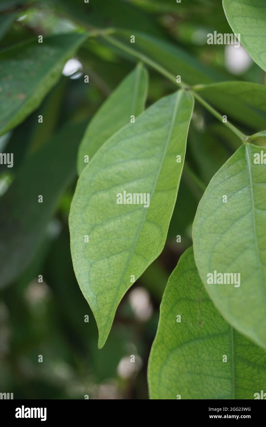 Green Bay leaf leaves hanging on the tree. Bay leaf is one of herbs and use for cooking. Indonesian call it daun salam Stock Photo