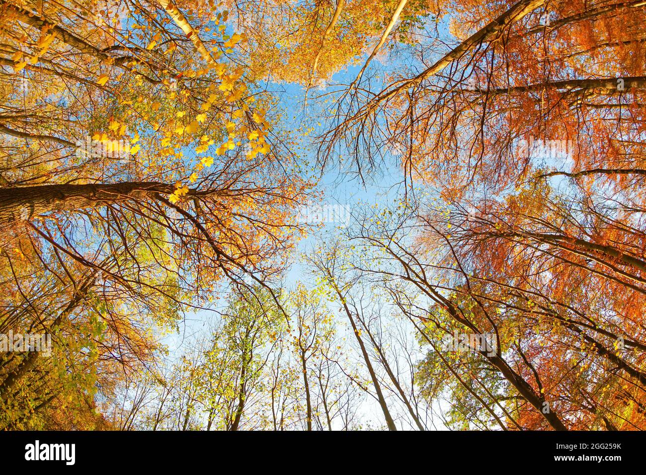 Low angle view of the trees in the autumn forest under the blue sky ...