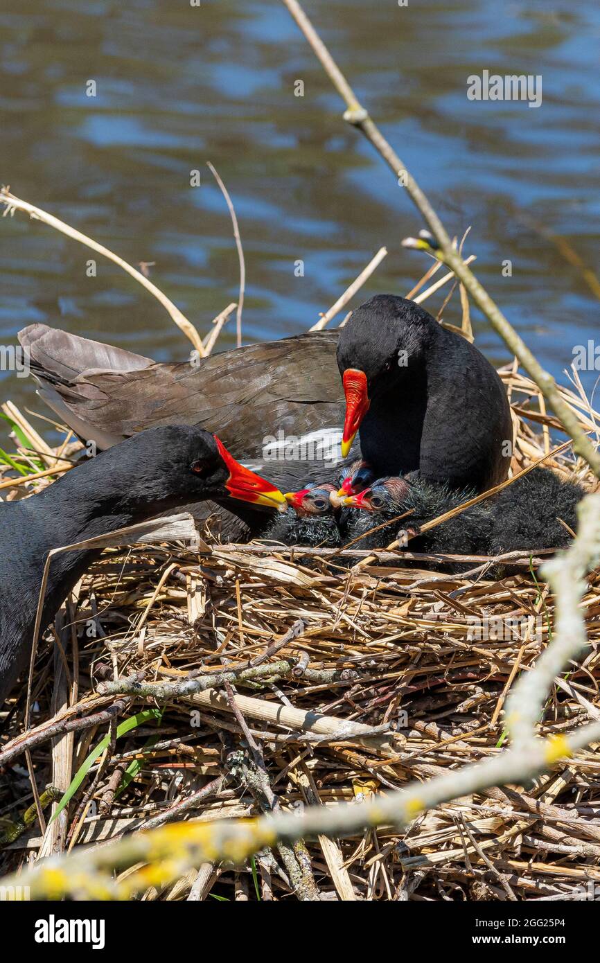 Common Gallinule Moorhens and their chicks on a nest in a lake. Stock Photo