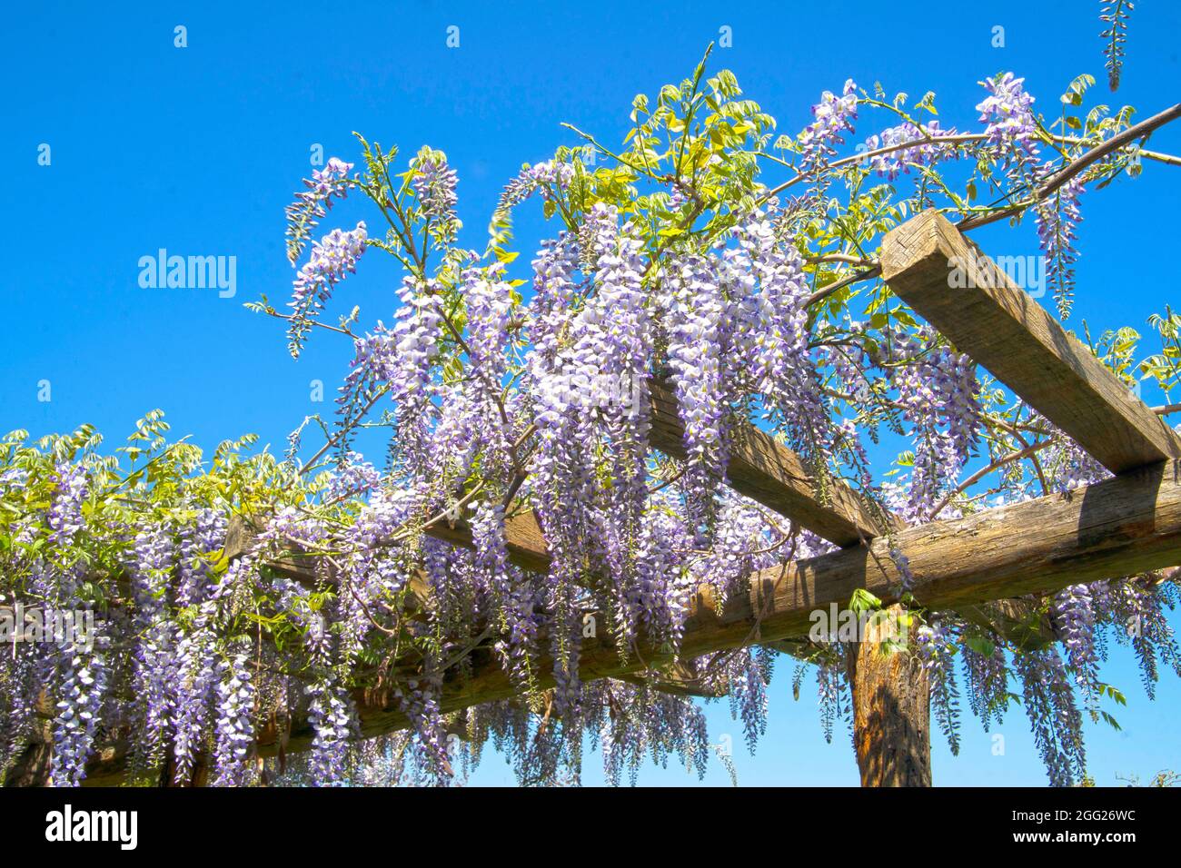 Abundant flowering wisteria in spring over a wooden support Stock Photo
