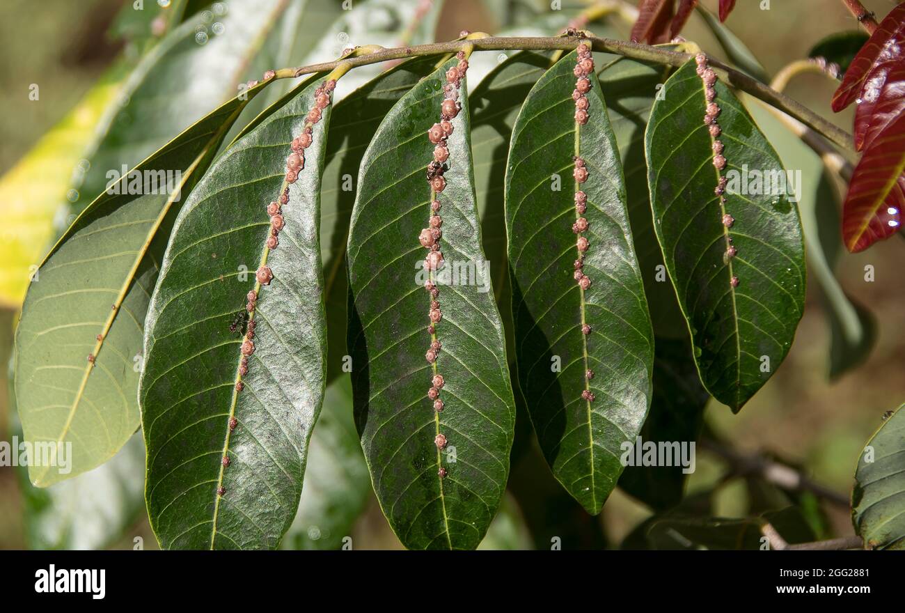 Pink wax scale, ceroplastes rubens, parasite infecting leaves of pecan nut tree (Carya illinoinensis) growing in garden in Queensland, Australia. Stock Photo