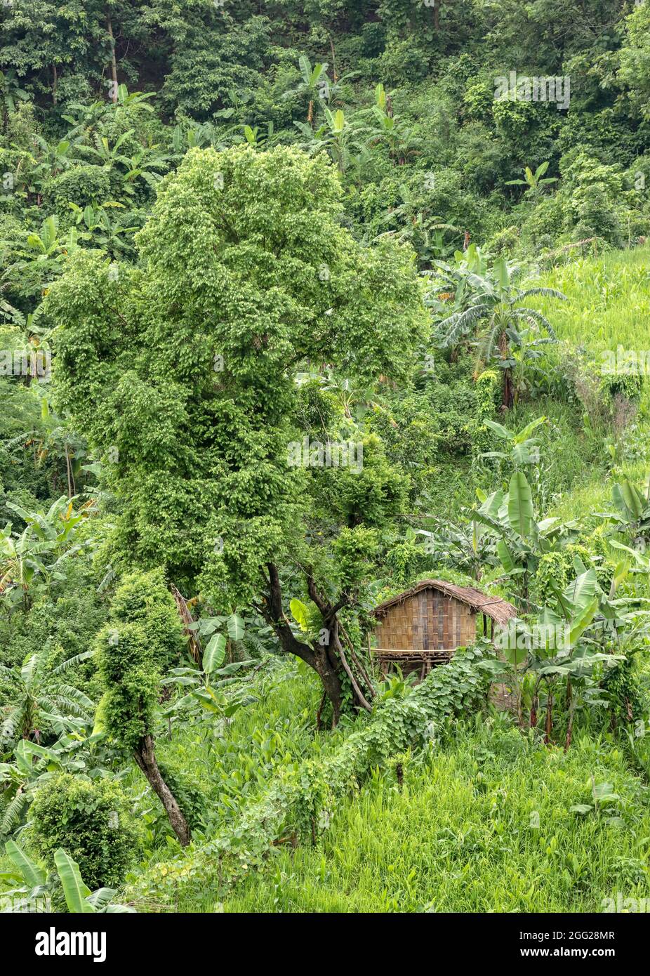 The Jhum house is a temporary housing for living.this photo was taken from Rangamati,Chittagong, Bangladesh. Stock Photo