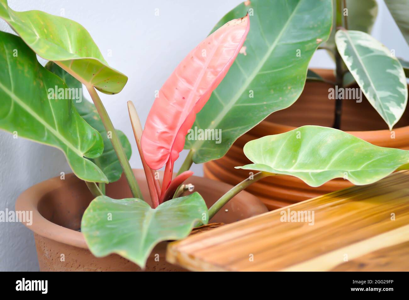 philodendron scanders Philodendron Scandens 'Brasil' For Sale main image 1