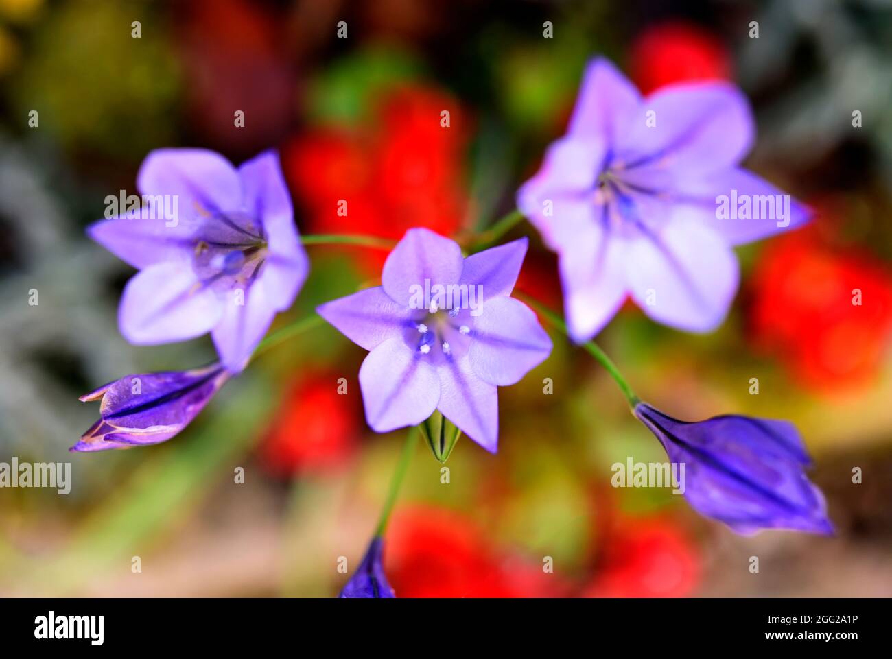 Grow your own summer flowers hi-res stock photography and images - Alamy