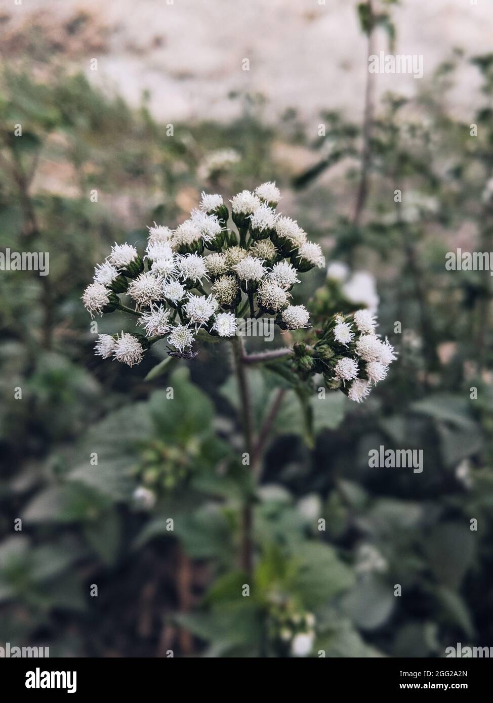 Closeup shot of Crofton weed flowers Stock Photo