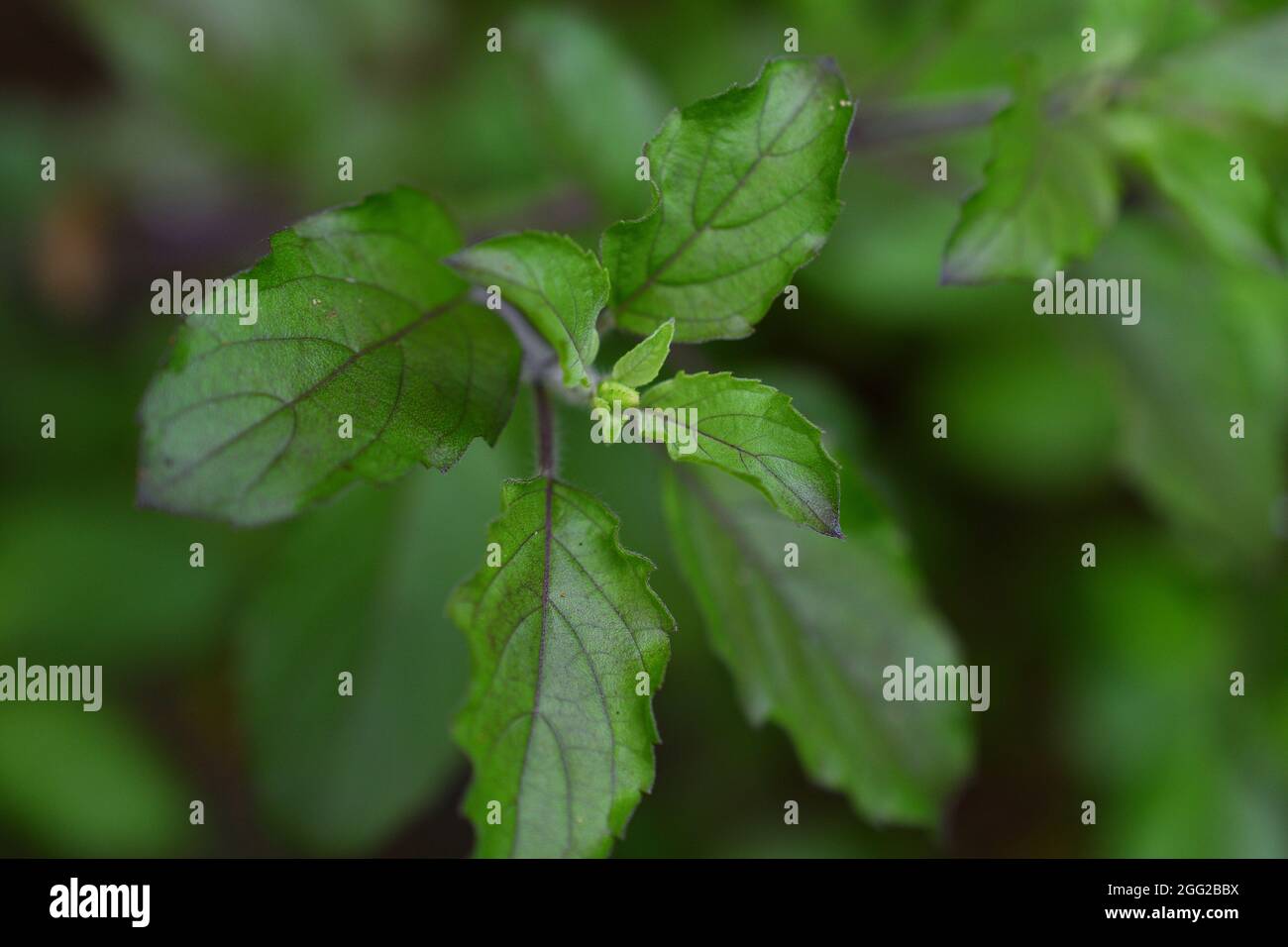 dark green color of holy basil Stock Photo Alamy