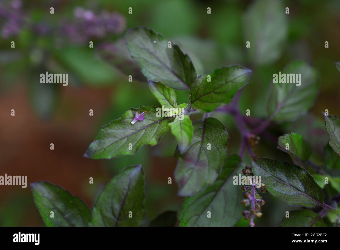 Holy basil plant tulsi leaves hi-res stock photography and images - Alamy