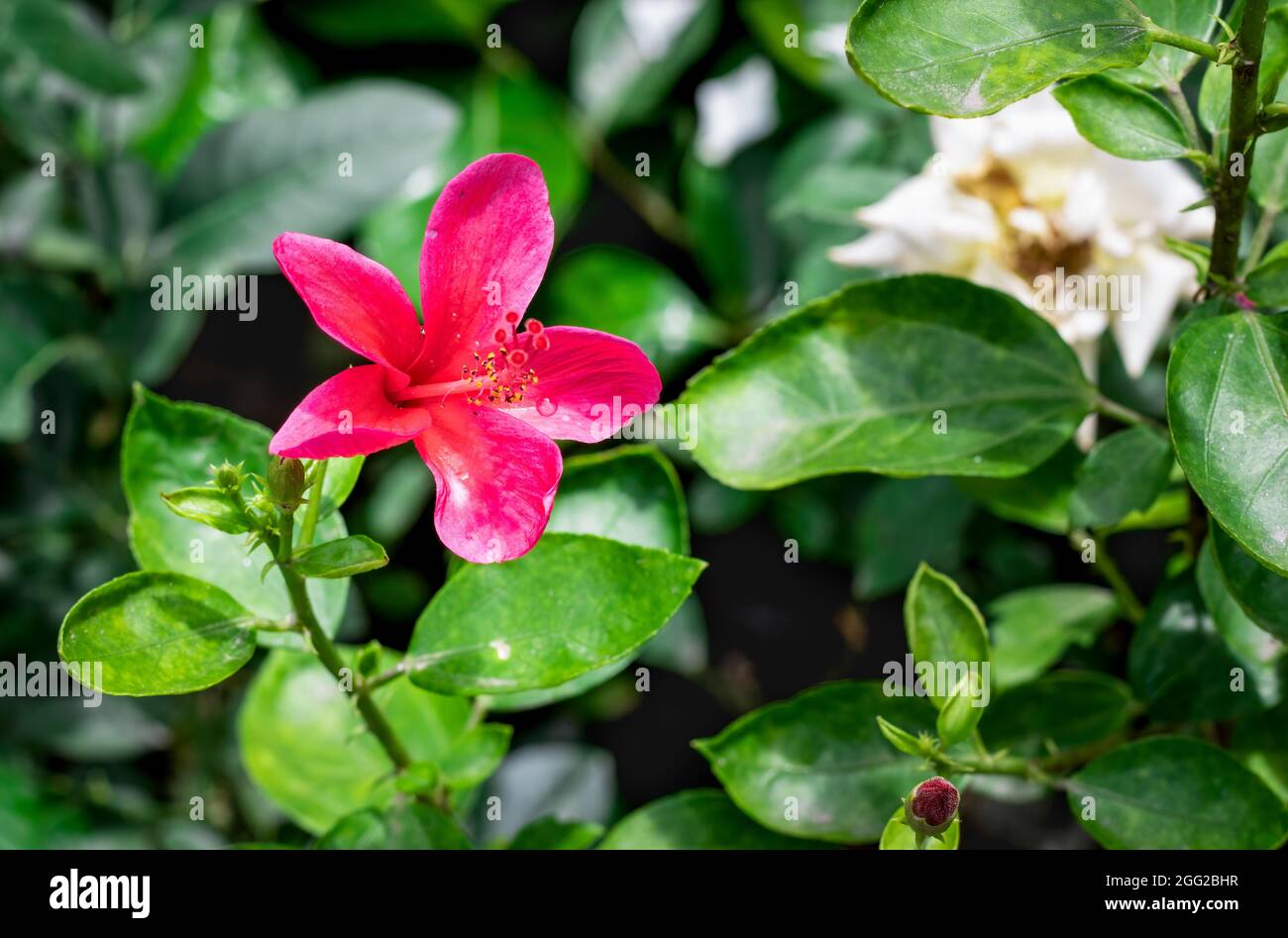 Red hibiscus rosa sinensis or joba flower bloomed in the garden Stock Photo