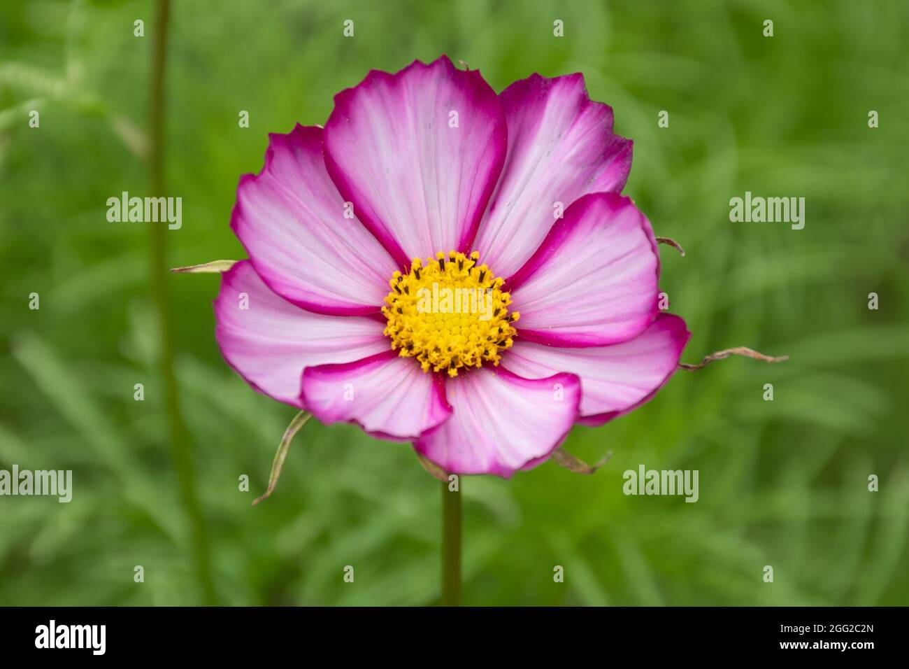 Close-up of a pink cosmos flower, summer, UK Stock Photo