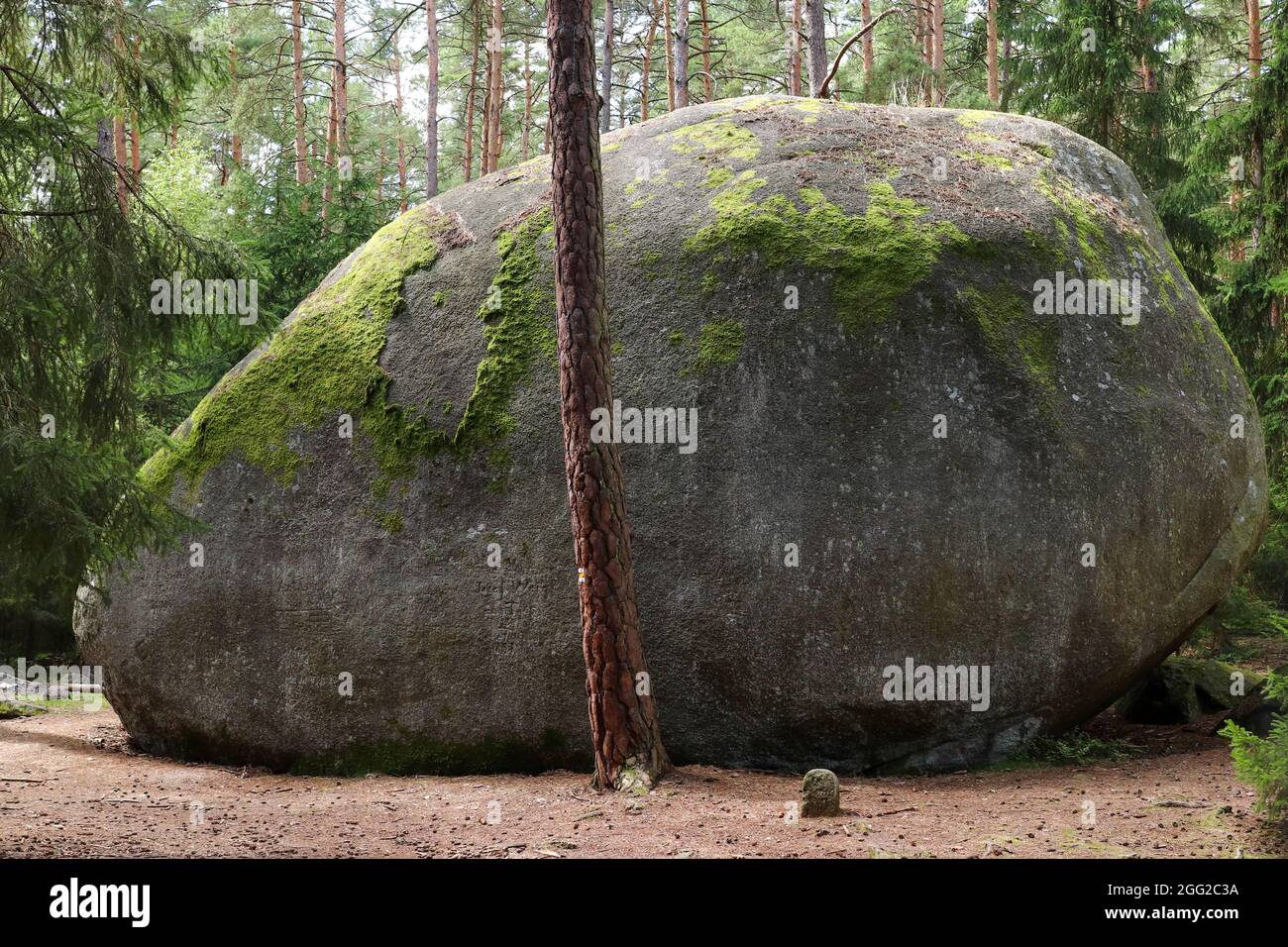 Huge granite boulder Old Bloke, natural monument in Czech Republic Stock Photo
