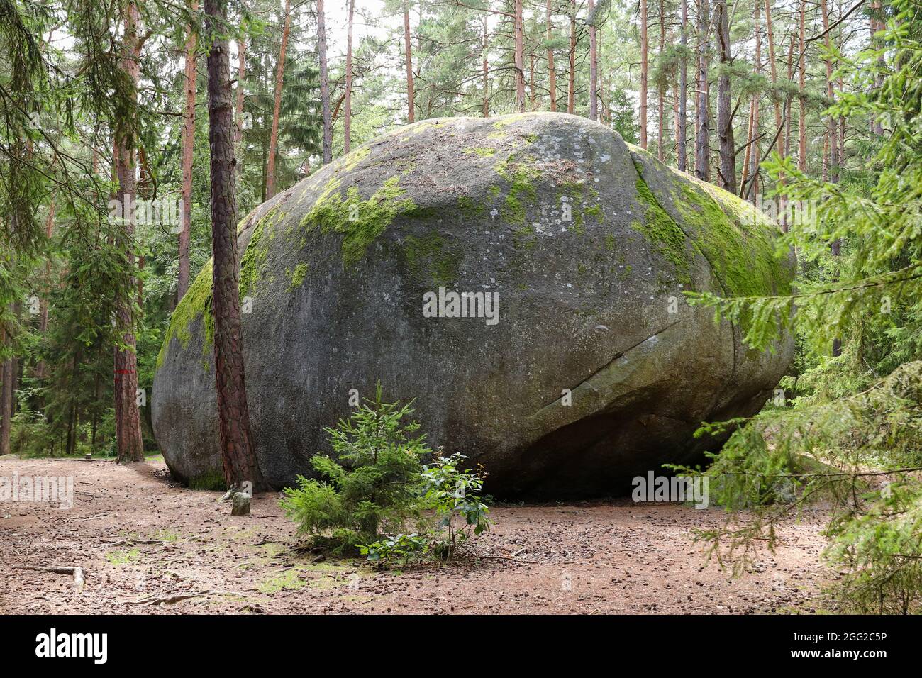Huge granite boulder named Old Bloke, natural monument in Czech Republic Stock Photo