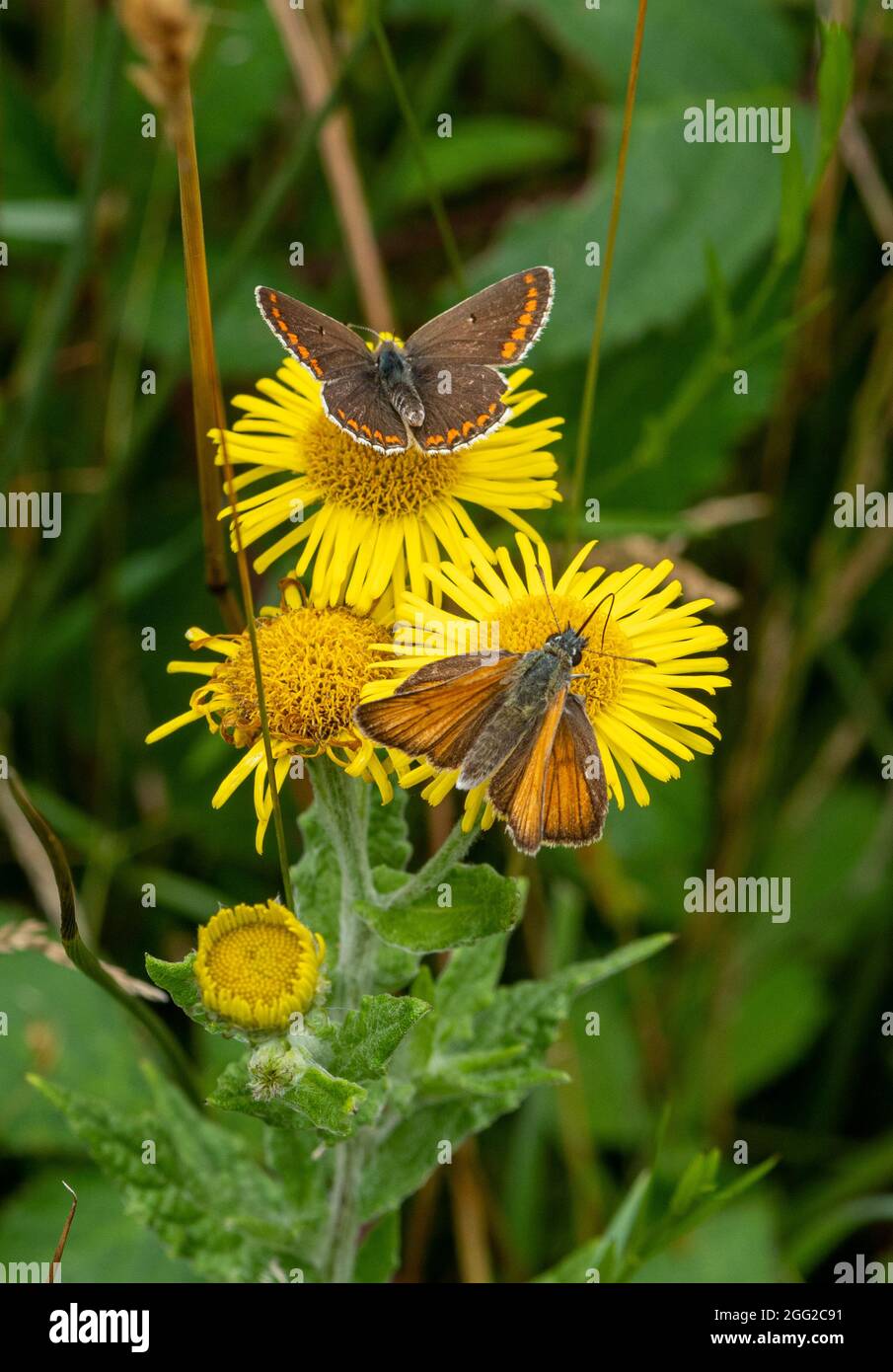 Two butterflies feeding on common ragwort flowers, a good insect nectar source, UK, during summer. Brown argus and small skipper butterfly Stock Photo