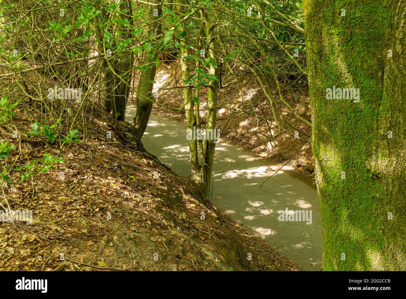 Sunken lane or holloway (hollow way) in the Surrey Hills Area of Outstanding Natural Beauty, UK Stock Photo