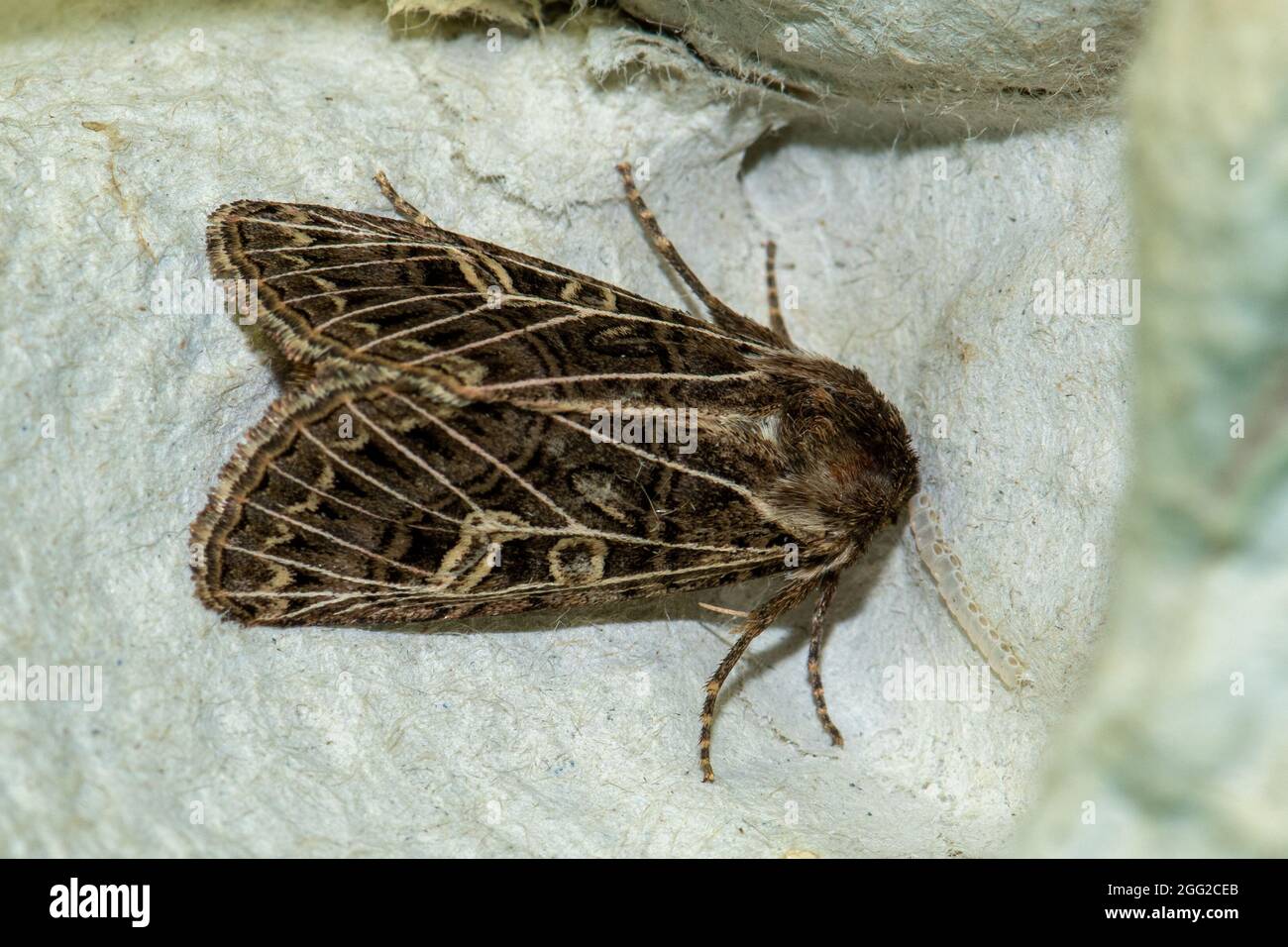 Feathered Gothic moth (Tholera decimalis) during August or summer, UK Stock Photo