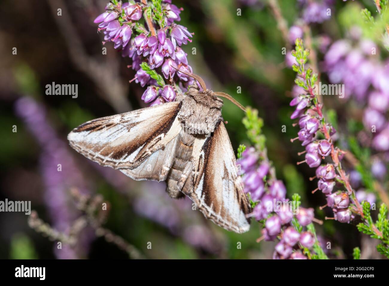 Lesser Swallow Prominent moth (Pheosia gnoma) on heather during august, UK Stock Photo