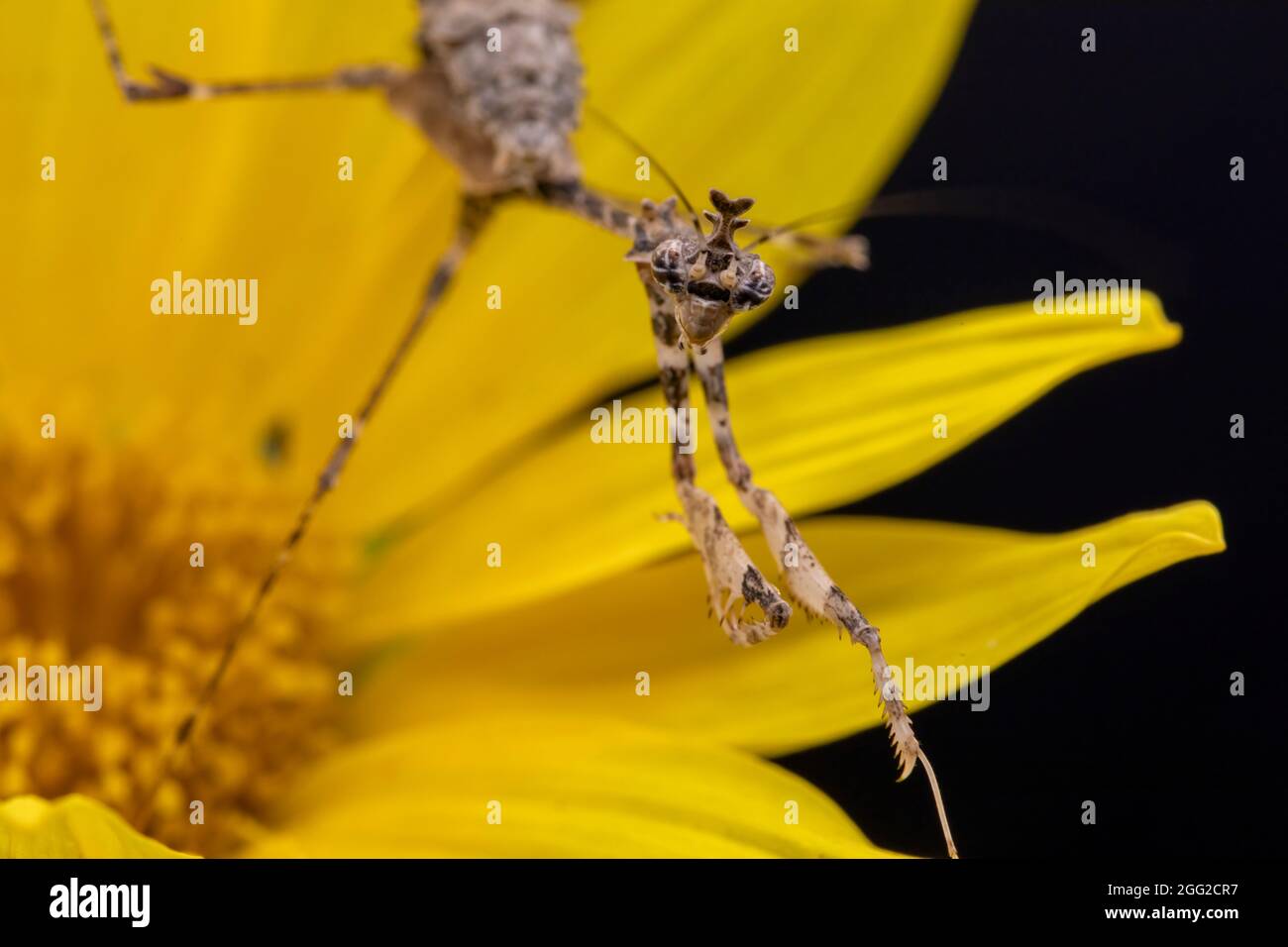 A close up macro photograph of a Cryptic Praying Mantis crawling across the petals of a yellow flower, with a black backdrop. Stock Photo